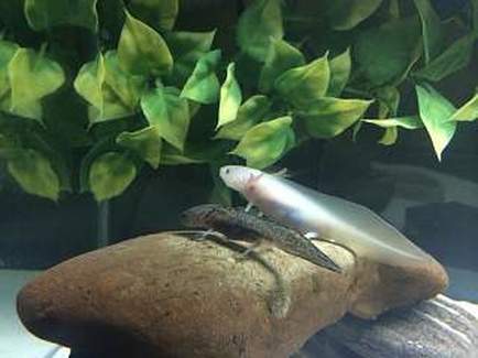 axolotl hides